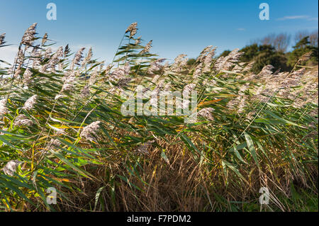 Grass und Schilf Schwimmen im Winter Wind in Norfolk. Stockfoto