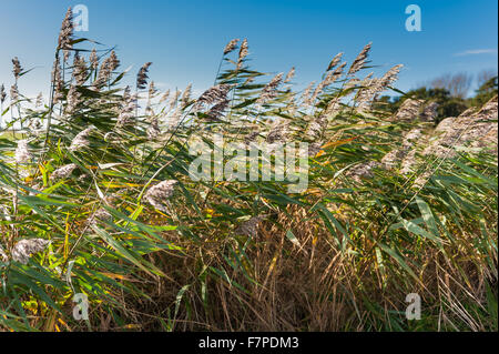 Grass und Schilf Schwimmen im Winter Wind in Norfolk. Stockfoto