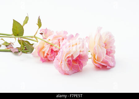 Rosa Rosen auf weißem Hintergrund Stockfoto