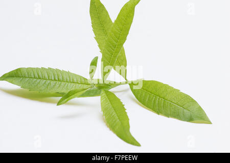 Zitronenverbene (Aloysia Citrodora) Zweig auf weißem Hintergrund Stockfoto