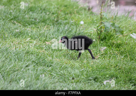 Juvenile Teichhuhn (Gallinula Chloropus) zu Fuß auf dem Rasen am Ufer eines Flusses Stockfoto