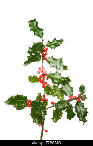 Holly Zweig mit zahlreichen roten Beeren isoliert gegen weiß Stockfoto