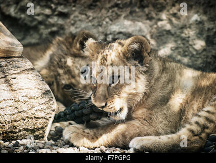 Barbary Löwe (Panthera Leo Leo). Zwei niedliche Löwenbabys spielen. Stockfoto