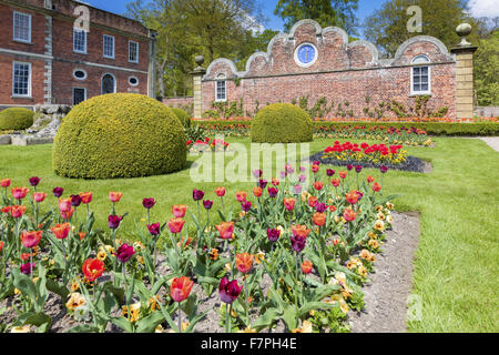 Im Mai im viktorianischen Parterre Garten an Erddig, Wrexham, Wales, Pflanzung im Frühjahr. Die Uhr an der Spitzer Giebelwand wurde von Stansty Park gebracht und an der Wand ca. 1912 hinzugefügt. Stockfoto