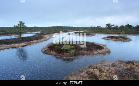 Gefrorenen Moor Pools im Männikjärve Moor, Estland Stockfoto