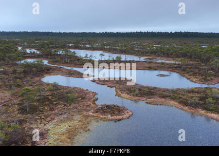 Gefrorenen Moor Pools im Männikjärve Moor, Estland Stockfoto