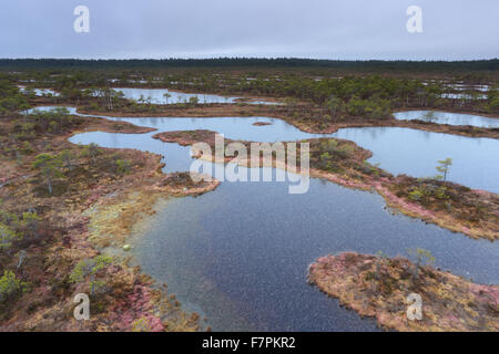 Gefrorenen Moor Pools im Männikjärve Moor, Estland Stockfoto