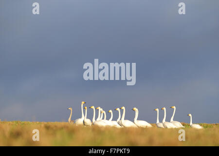 Herde von Singschwänen mit einem Bewick Schwan im Herbst. Europa Stockfoto