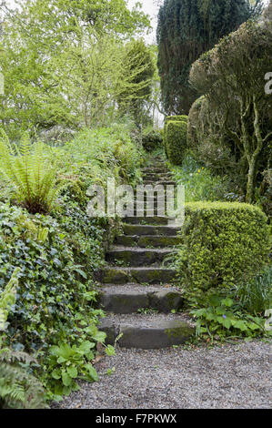 Stein-Stufen hinauf durch den Garten bei Plas Yn Rhiw. Efeu und Farn decken die Wand auf der einen Seite und abgeschnittene Box, Sträucher und Bäume sind auf der anderen Seite. Stockfoto