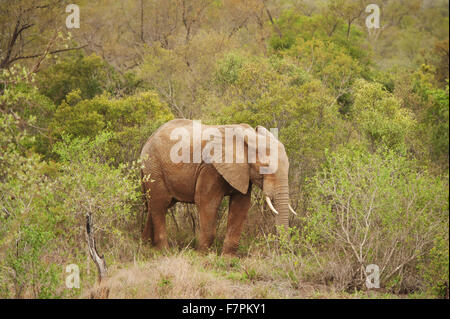 Ein Schlamm-Cover afrikanischen Elefanten im Kruger National Park, Südafrika. Stockfoto