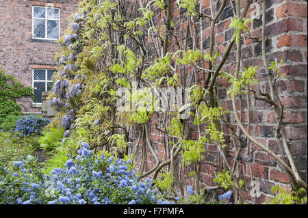 Die Gärten im Frühjahr in Rufford Old Hall, Lancashire. Rufford Old Hall ist mehr als 500 Jahre alt, und die Gärten sind viktorianischen Stil. Stockfoto