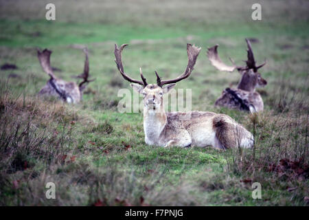 Damwild Tatton Park Cheshire Stockfoto