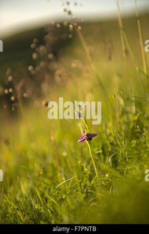 Biene Orchidee (Ophrys Apifera) in Hambledon Hill, Dorset. Der Hügel ist einer prähistorischen Wallburg und National Nature Reserve, gelegen in der Blackmore Vale, in der Nähe von Blandford Forum. Stockfoto