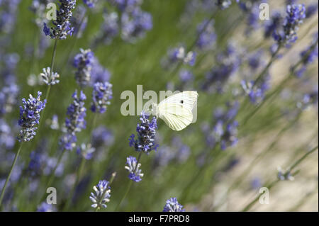 Ein Schmetterling auf Lavendel im Garten am Haus des Mönchs, East Sussex. Monk es House war der Schriftsteller Woolf Landhaus und Rückzug. Stockfoto