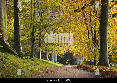 Eine Allee von herbstlichen Buche Bäume auf dem Gelände am Killerton, Devon, im September. Stockfoto