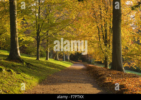 Eine Allee von herbstlichen Buche Bäume auf dem Gelände am Killerton, Devon, im September. Stockfoto