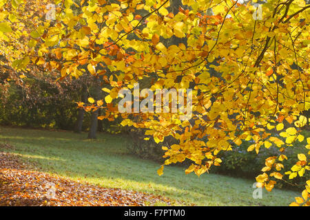Herbstliche Buche Bäume auf dem Gelände am Killerton, Devon, im September. Stockfoto