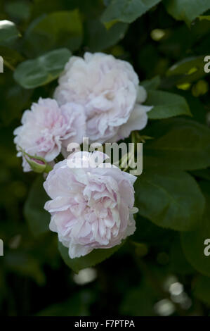 Rosa Rosen wachsen im Garten im Sommer in Monk es House, East Sussex. Monk es House war der Schriftsteller Woolf Landhaus und Rückzug. Stockfoto