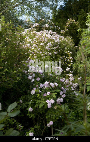 Der Garten im Sommer in Monk es House, East Sussex. Monk es House war der Schriftsteller Woolf Landhaus und Rückzug. Stockfoto