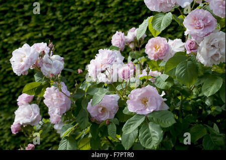 Rosa Rosen wachsen im Garten im Sommer in Monk es House, East Sussex. Monk es House war der Schriftsteller Woolf Landhaus und Rückzug. Stockfoto