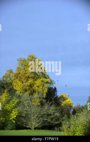 Bäume in Basildon Park, Berkshire. Basildon Park ist eines der schönsten Ende des 18. Jahrhunderts Landhäuser in Berkshire. Stockfoto