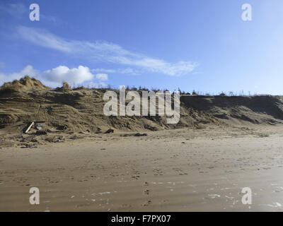 Einen weiten Blick über die Dünen und Strand in Formby, Liverpool, abgebildet bei Ebbe im März 2014. Reihen von gespendeten Weihnachtsbäume ersichtlich an den Spitzen der Dünen, wo sie helfen trap den wehenden Sand und Dünen aufbauen. Rapid Küsten äh Stockfoto