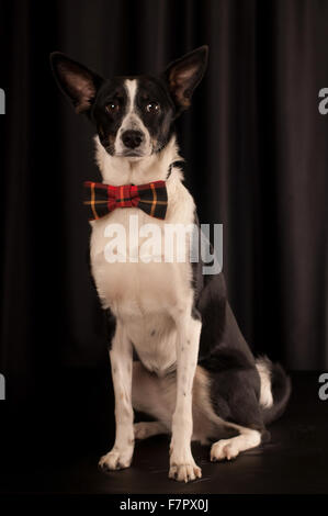 Studioportrait von schwarzen und weißen Hund Stockfoto