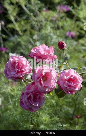 Rosa Rosen im Garten wächst im Herbst in Monk es House, East Sussex. Monk es House war der Schriftsteller Woolf Landhaus und Rückzug. Stockfoto