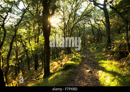 Dewerstone Holz, in der oberen Plym Tal, Dartmoor Nationalpark, Devon. Stockfoto