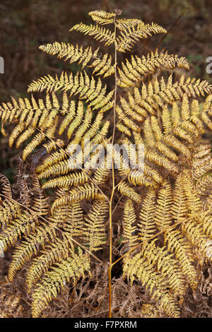 Adlerfarn (Pteridium Aquilinum) Wedel wachsen im Wald auf dem Ashridge Anwesen, Hertfordshire, im November. Stockfoto