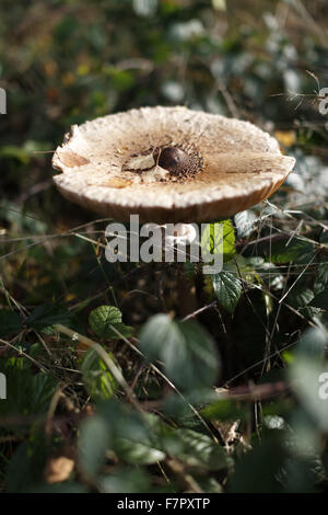 Parasol (Macrolepiota Procera) Pilz wächst im Wald auf dem Ashridge Anwesen, Hertfordshire, im November. Stockfoto