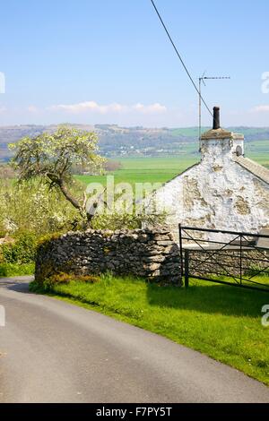 Lyth Tal. Straße, die durch die Howe Dorf mit Pflaumenmus Bäume blühen im Garten. Lyth Valley, Lake District, Cumbria. Stockfoto