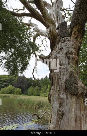 Ein Baum neben dem großen Pool auf dem Landgut Dudmaston, Shropshire. Stockfoto