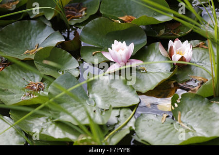 Seerosen auf dem Dudmaston Anwesen, Shropshire. Stockfoto