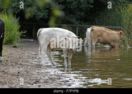 Kühe im Wasser auf dem Dudmaston Anwesen, Shropshire. Stockfoto