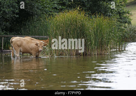 Kühe im Wasser auf dem Dudmaston Anwesen, Shropshire. Stockfoto