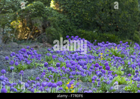 Primula Verbreitungsgebiet ("Drumstick Primula"), blühende Blumen in eine Grenze bei Nymans, West Sussex, im April. Stockfoto