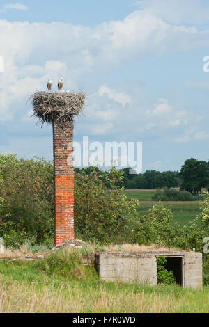 Weißstorch-Nest am Schornstein des verlassenen Hauses Stockfoto