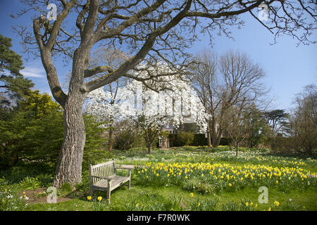 Der Wand Garten, Nymans, West Sussex, im April. Stockfoto