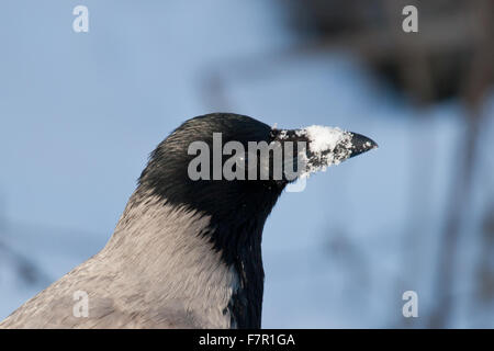 Mit Kapuze Krähe, Corvus Cornix Porträt im winter Stockfoto