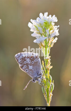 Schmetterling Chalkhill Blue, Polyommatus Coridon männlich auf weißen Blütenstand Stockfoto