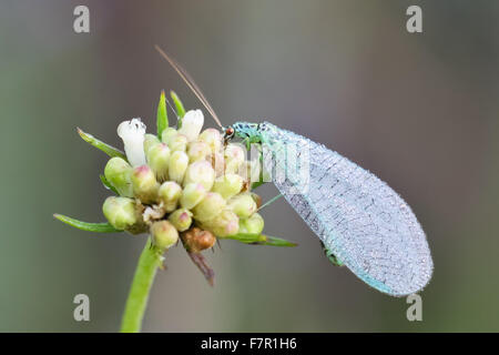 Chrysopa Perla, grüne Florfliege mit Tautropfen auf Flügeln Stockfoto