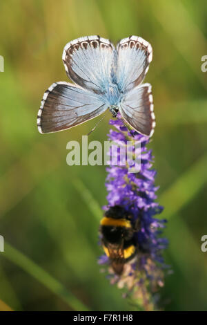 Schmetterling Chalkhill Blue, Polyommatus Coridon männliche und Hummel, Bombus SP auf violettem Blütenstand. Stockfoto
