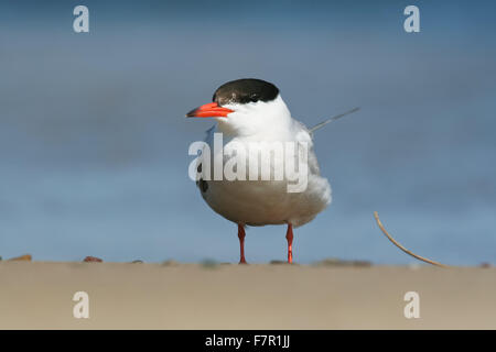 Erwachsenen Seeschwalbe, Sterna Hirundo stehend auf einem sandigen Ufer Stockfoto