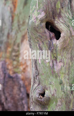 Eibe Baumstamm Closeup mit natürlichen Löcher Stockfoto