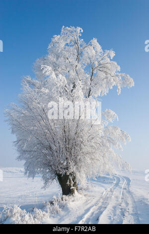 Am Straßenrand Weide mit Rauhreif bedeckt Stockfoto