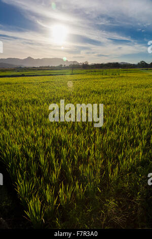 Sonnenaufgang über einem Reisfeld in den Philippinen, Insel Luzon Stockfoto