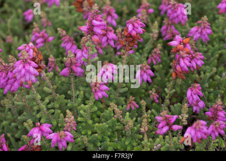 Dorset Heide, Wimpern-Heide, Wimpernheide, Wimperheide, Wimper-Heide, Dorset-Heide, Erica Ciliaris, Bruyère ciliée Stockfoto