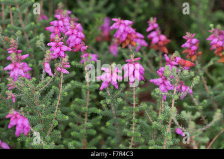 Dorset Heide, Wimpern-Heide, Wimpernheide, Wimperheide, Wimper-Heide, Dorset-Heide, Erica Ciliaris, Bruyère ciliée Stockfoto