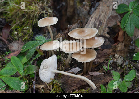 Gemeinsamen Mütze, Haube Mycena, rosig-Gill Fee Helm, Rosablättriger Helmling, Mycena galericulata Stockfoto